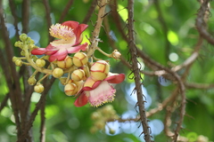 Couroupita guianensis